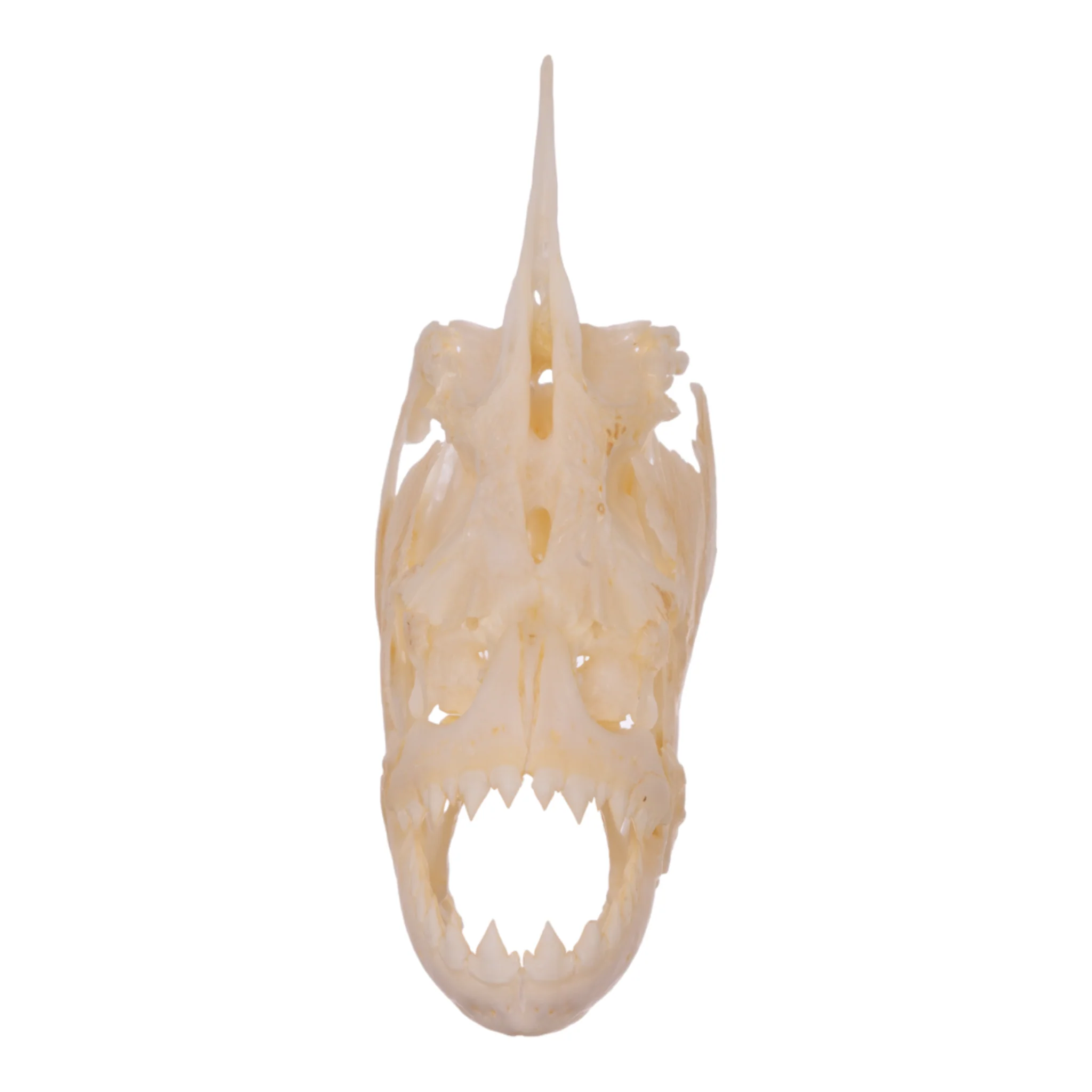 Real Redeye Piranha Skull - Image 3