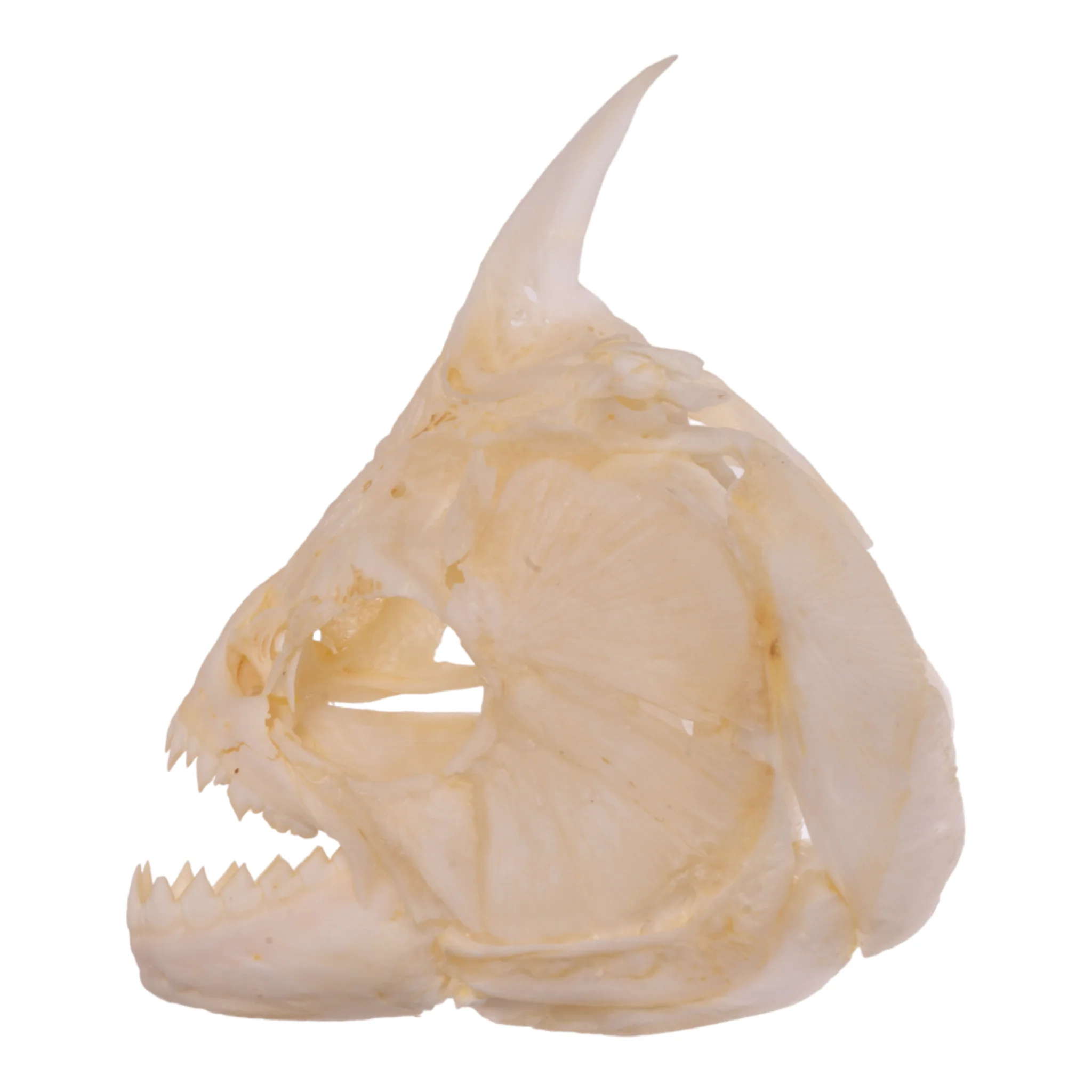 Real Redeye Piranha Skull - Image 4