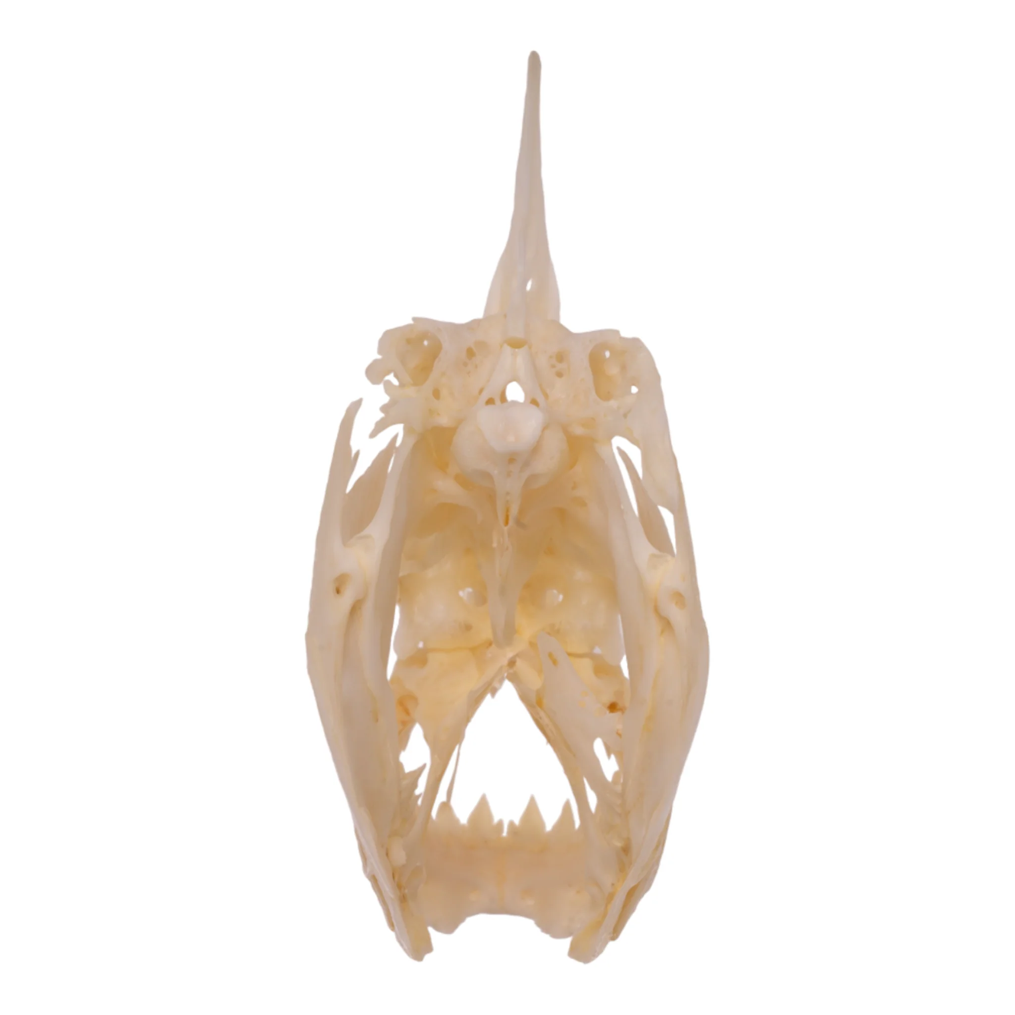 Real Redeye Piranha Skull - Image 5