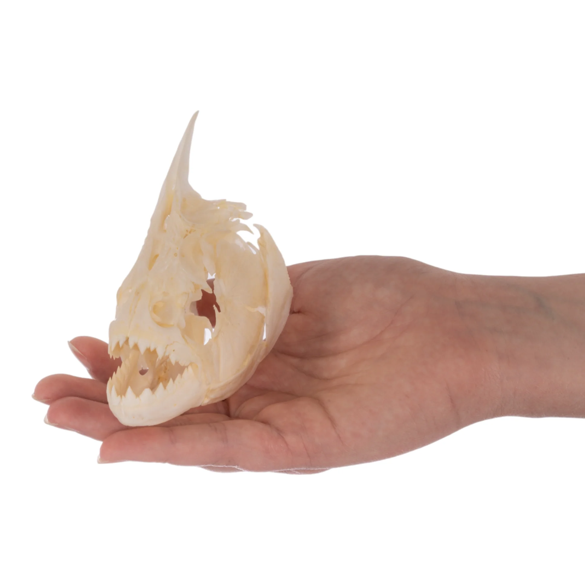 Real Redeye Piranha Skull - Image 6