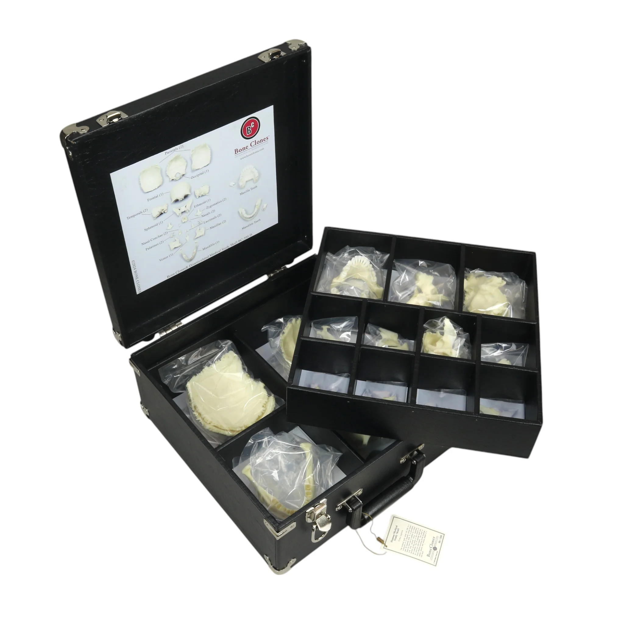 Replica Human Medical Study Skull - Disarticulated - Image 2