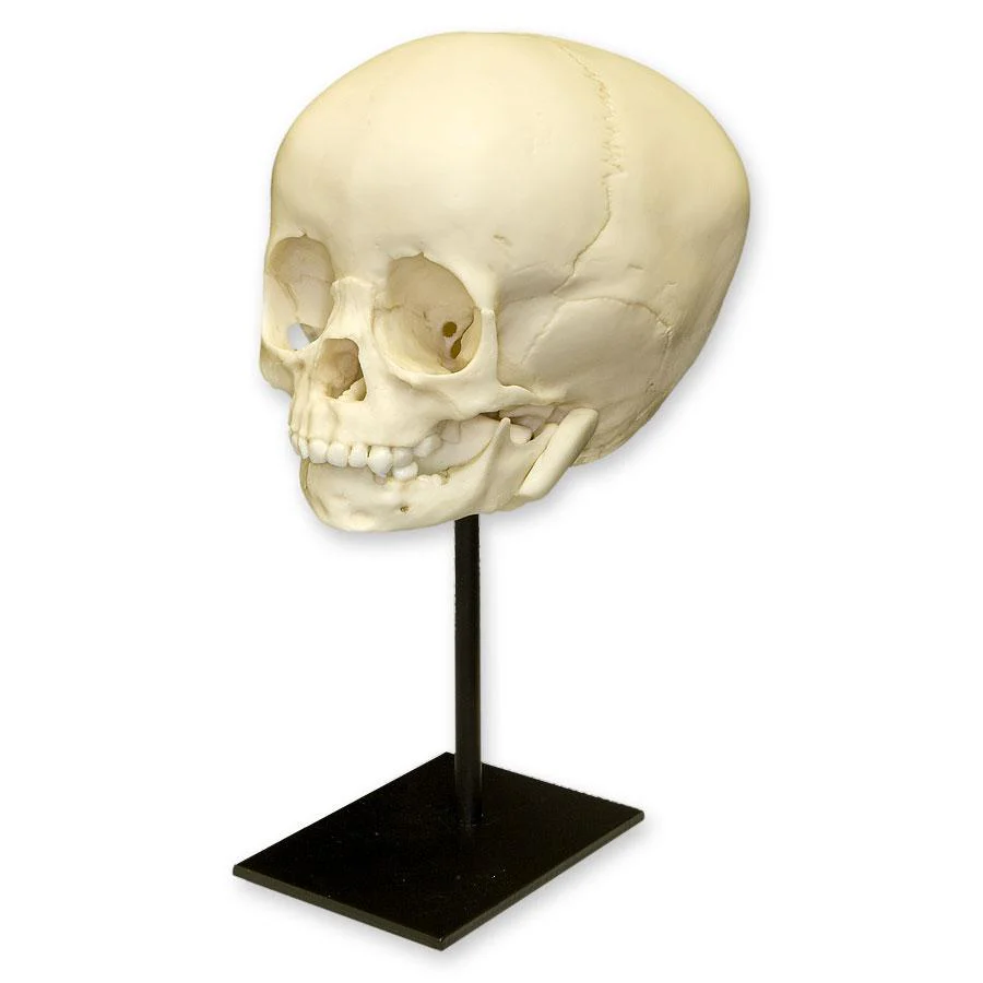 Replica 1 1/2-year-old Human Child Skull - Image 2
