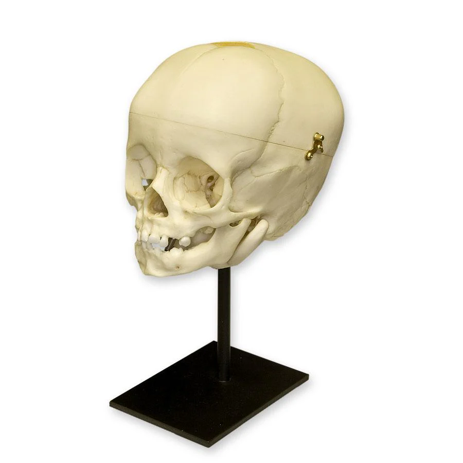Replica 1-year-old Human Child Skull - Calvarium Cut - Image 2