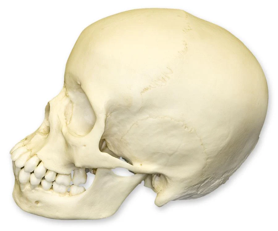 Replica 13-year-old Human Child Skull - Image 4