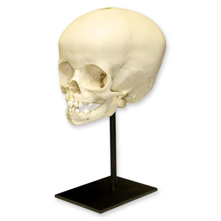 Replica 16-month-old Human Child Skull - Image 2
