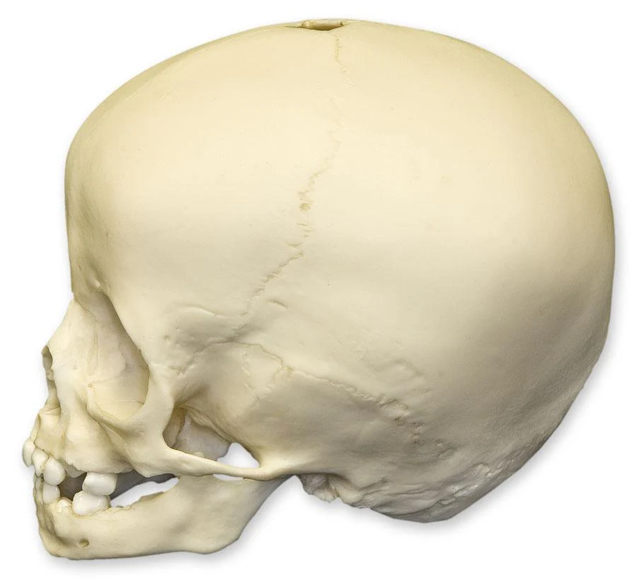 Replica 16-month-old Human Child Skull - Image 5