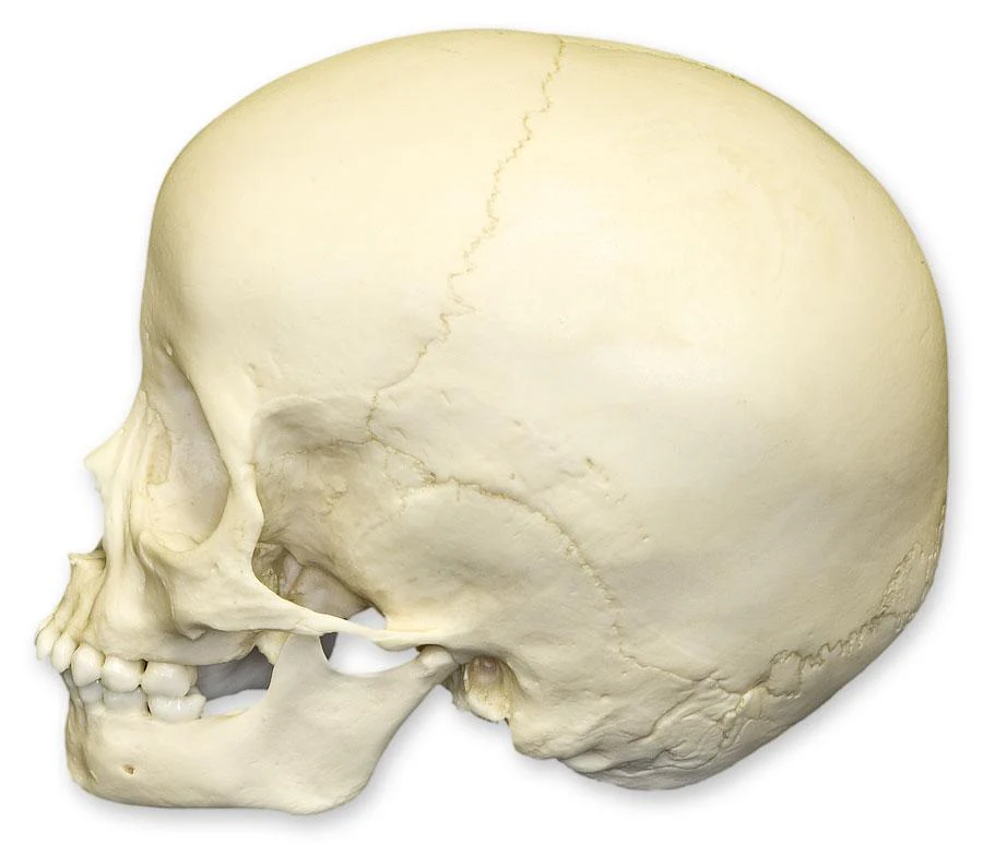 Replica 3-year-old Human Child Skull - Image 5