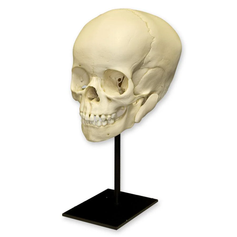 Replica 4-year-old Human Child Skull - Image 2