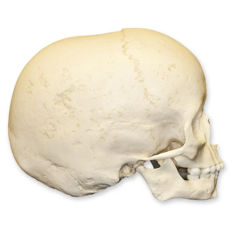 Replica 5-year-old Human Child Archaic Skull - Image 2