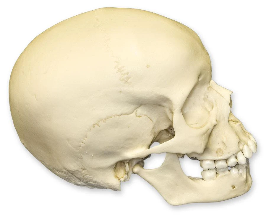 Replica 9-year-old Human Child Skull - Image 3