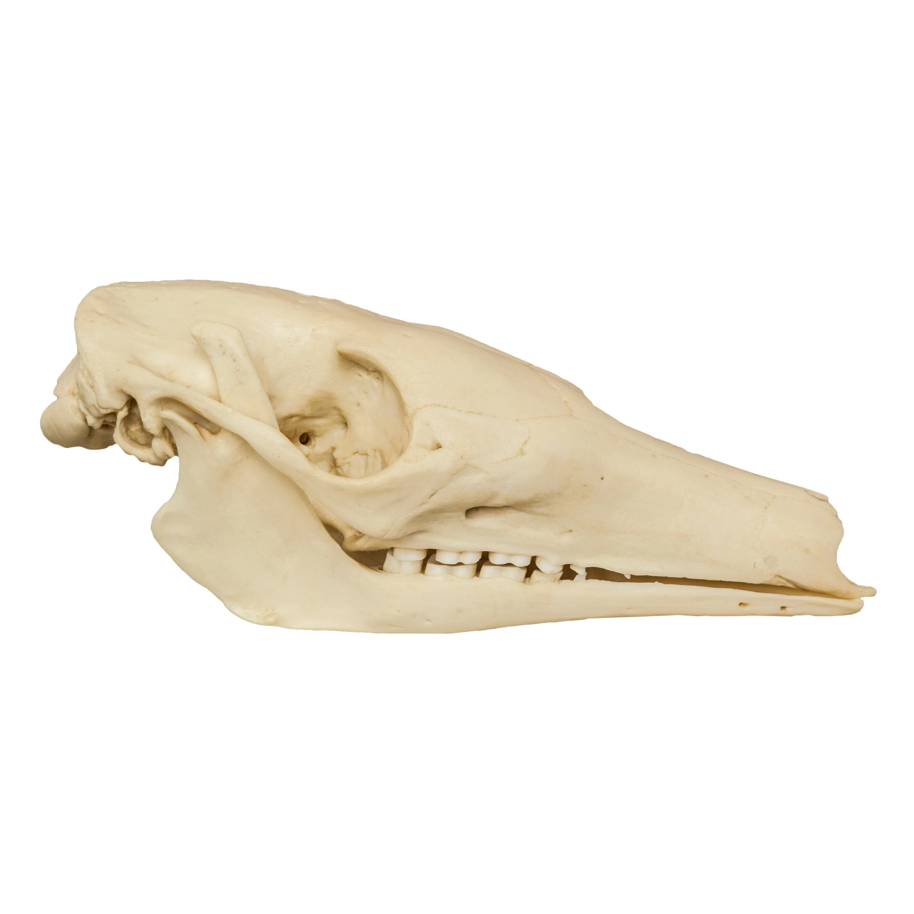Replica Aardvark Skull - Image 2