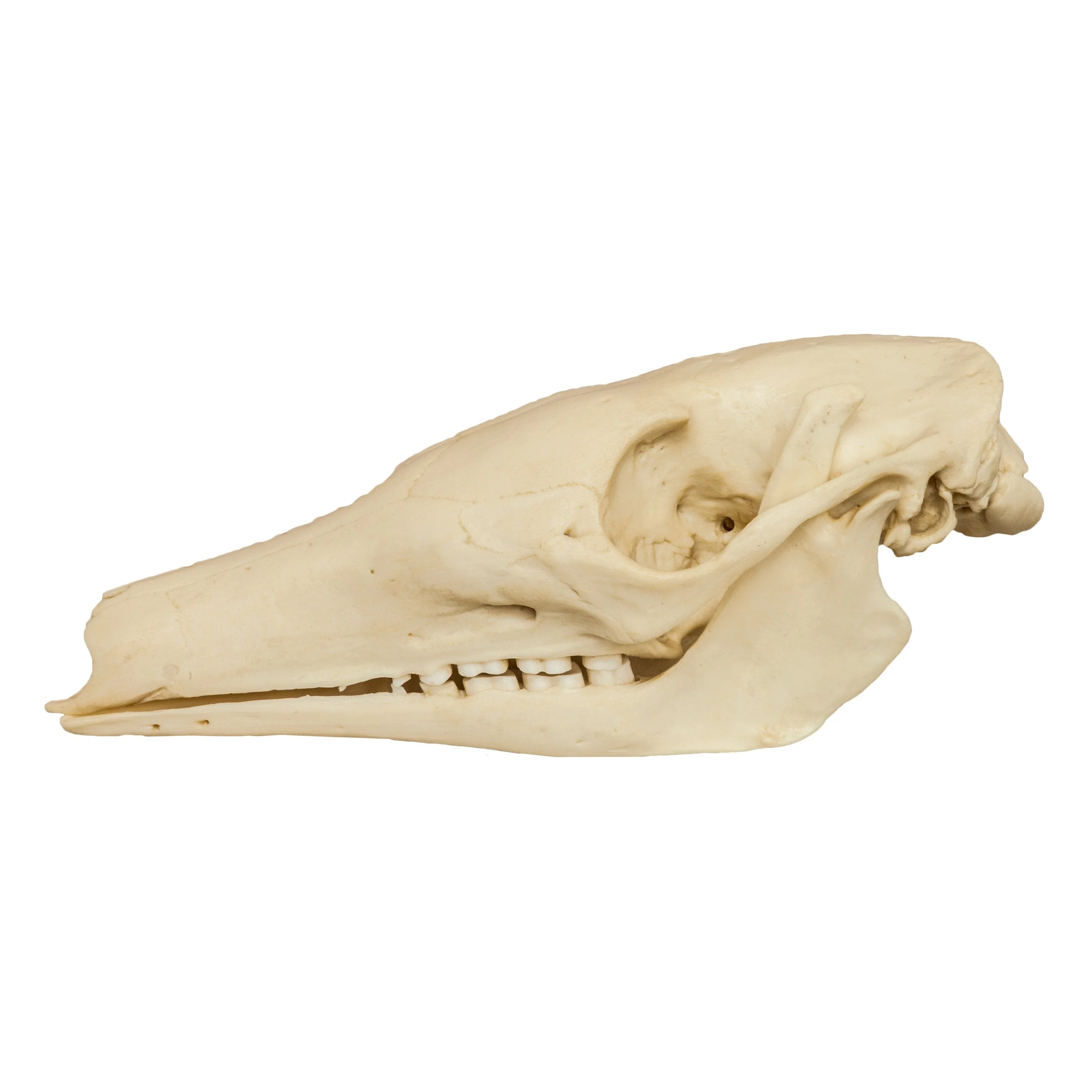 Replica Aardvark Skull - Image 4