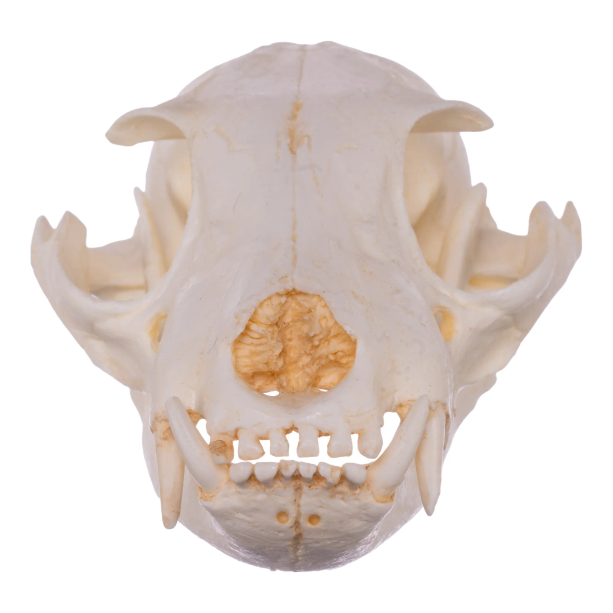 Replica Aardwolf Skull - Image 3