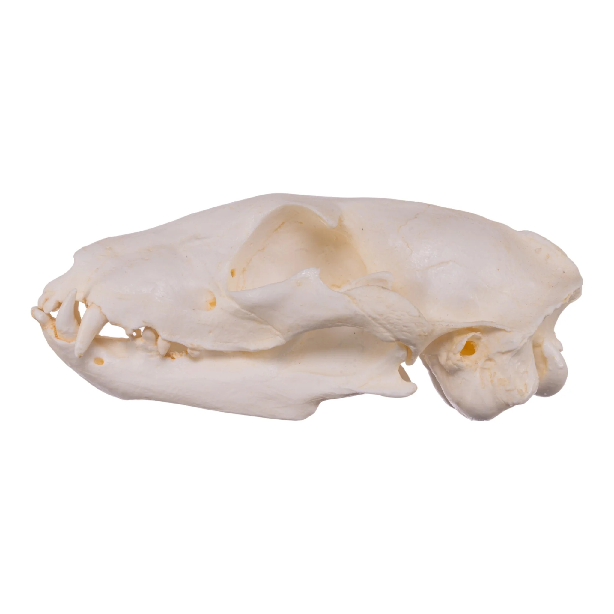 Replica Aardwolf Skull - Image 4