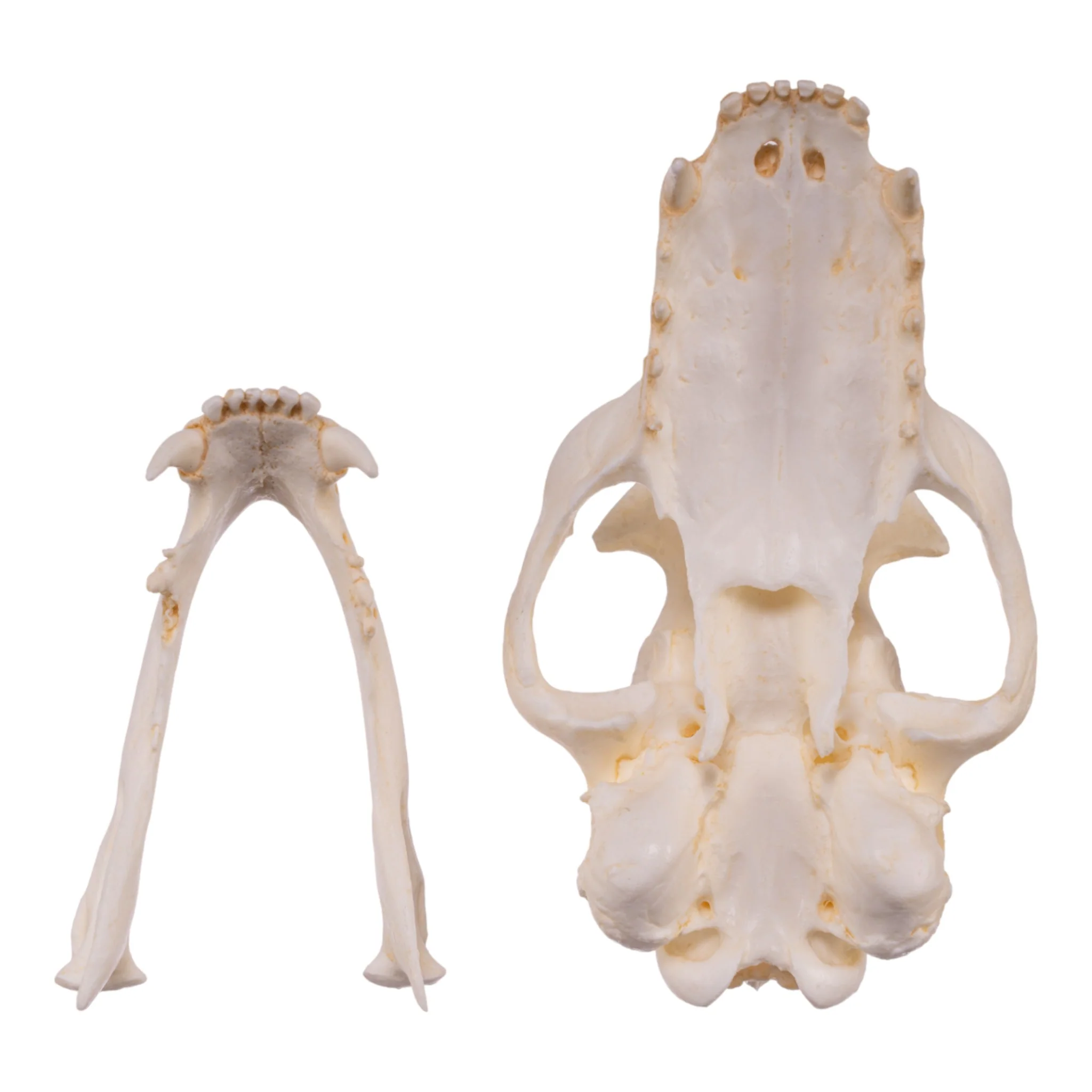 Replica Aardwolf Skull - Image 5