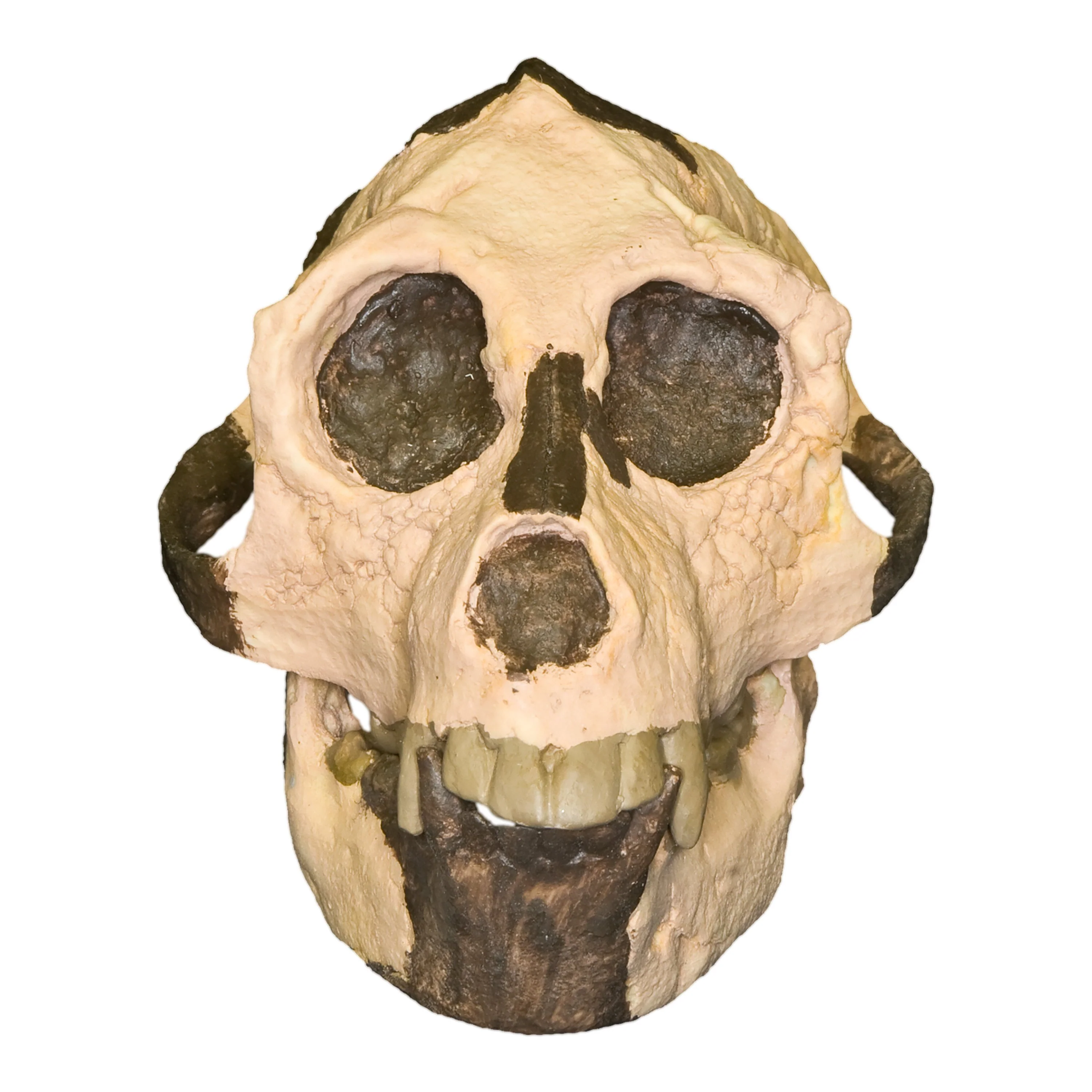 Replica Aegyptopithecus zeuxis Skull - Image 3