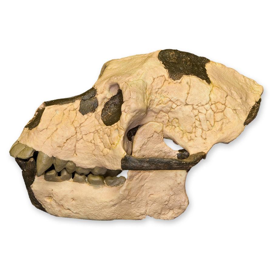 Replica Aegyptopithecus zeuxis Skull - Image 4