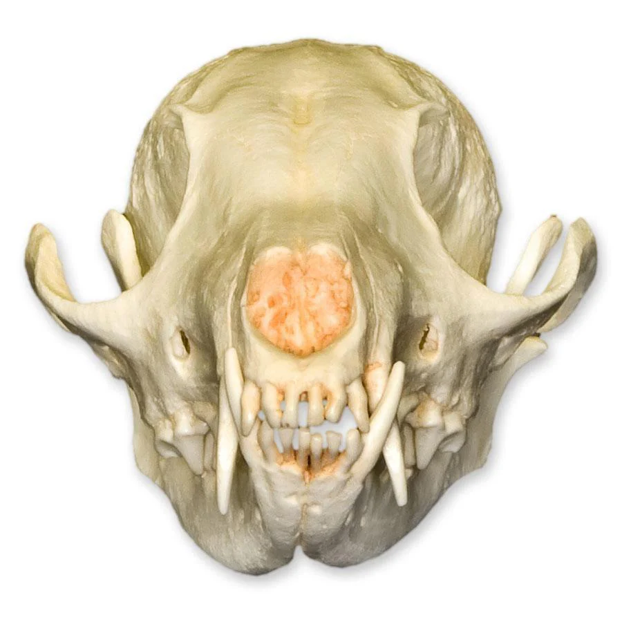 Replica African Cape Fox Skull - Image 3
