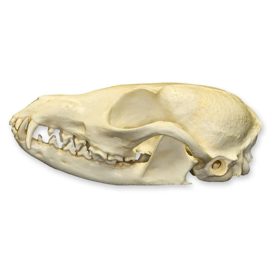 Replica African Cape Fox Skull - Image 4