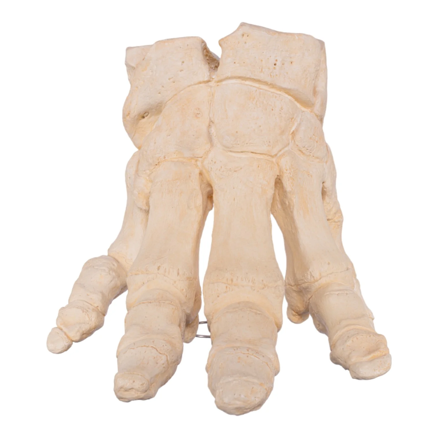 Replica African Elephant Foot - Image 3
