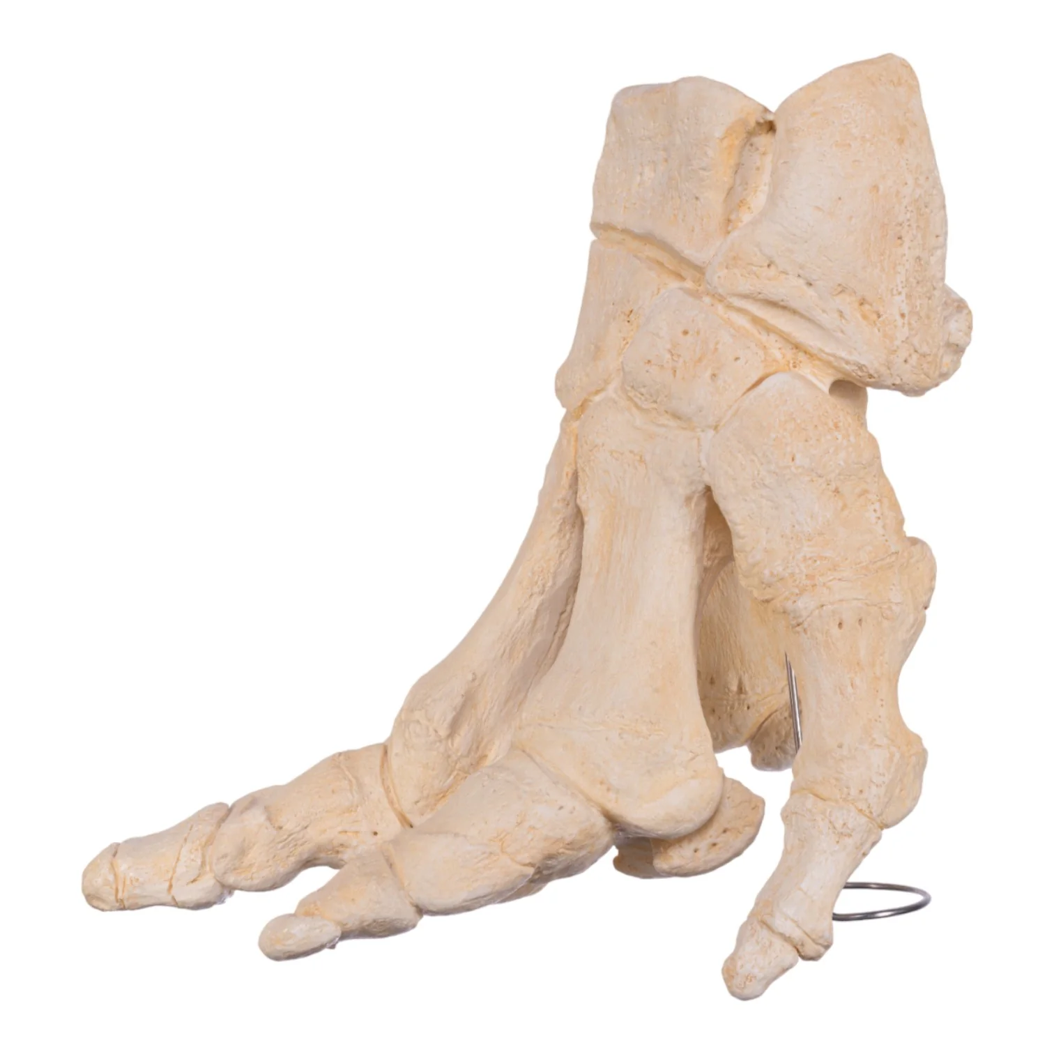 Replica African Elephant Foot - Image 4