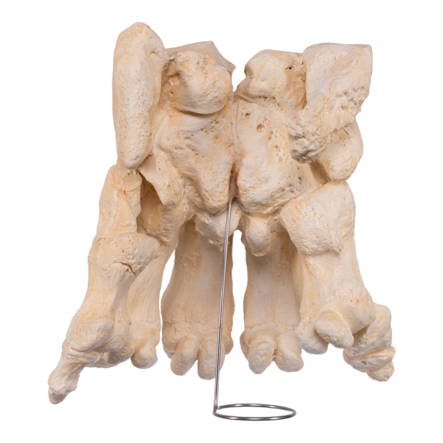 Replica African Elephant Foot - Image 5