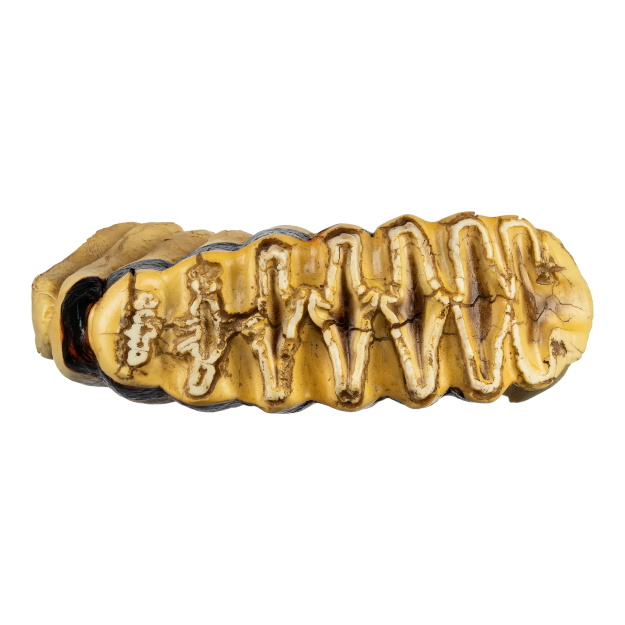 Replica African Elephant Tooth - Image 3