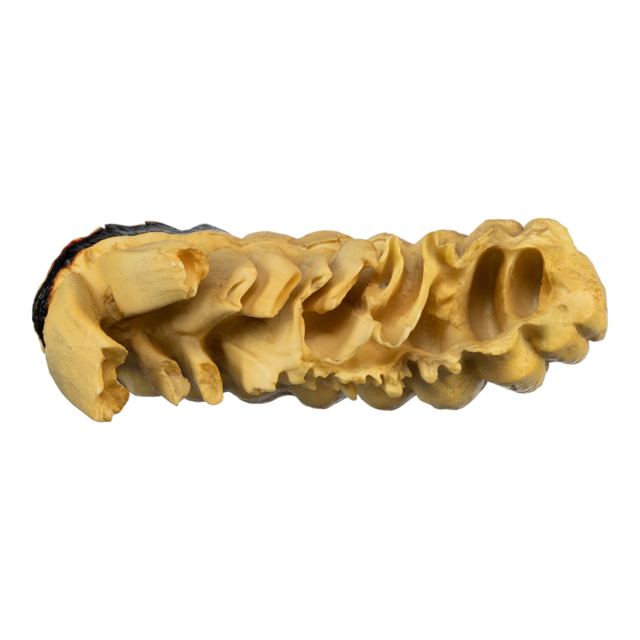 Replica African Elephant Tooth - Image 4