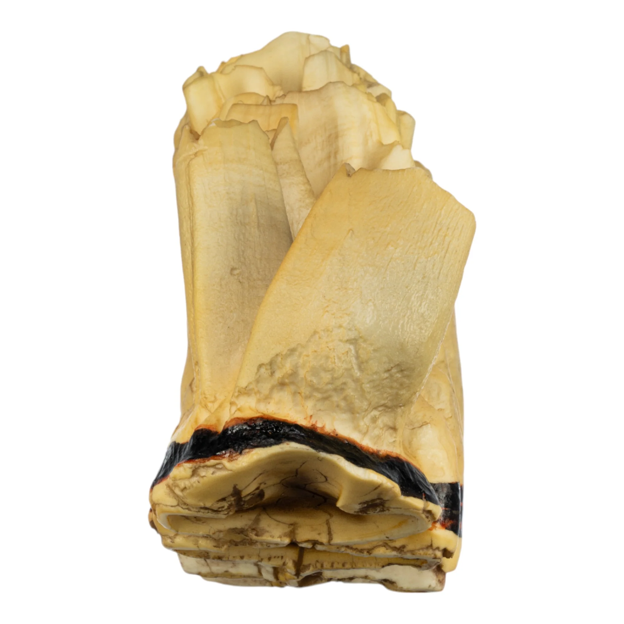 Replica African Elephant Tooth - Image 5