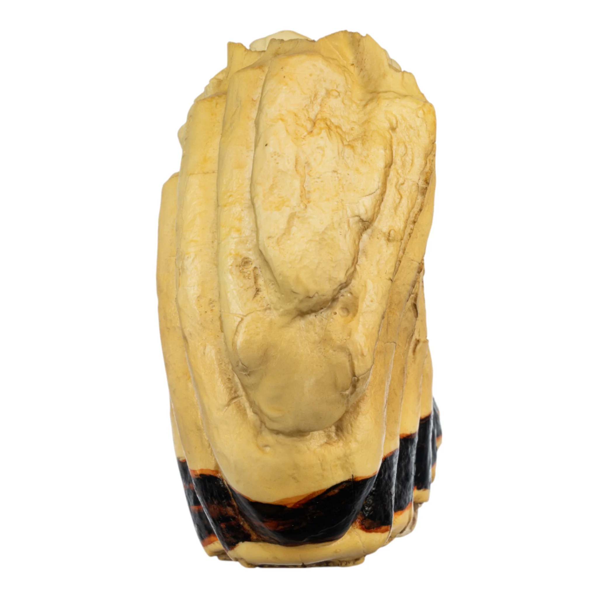 Replica African Elephant Tooth - Image 6