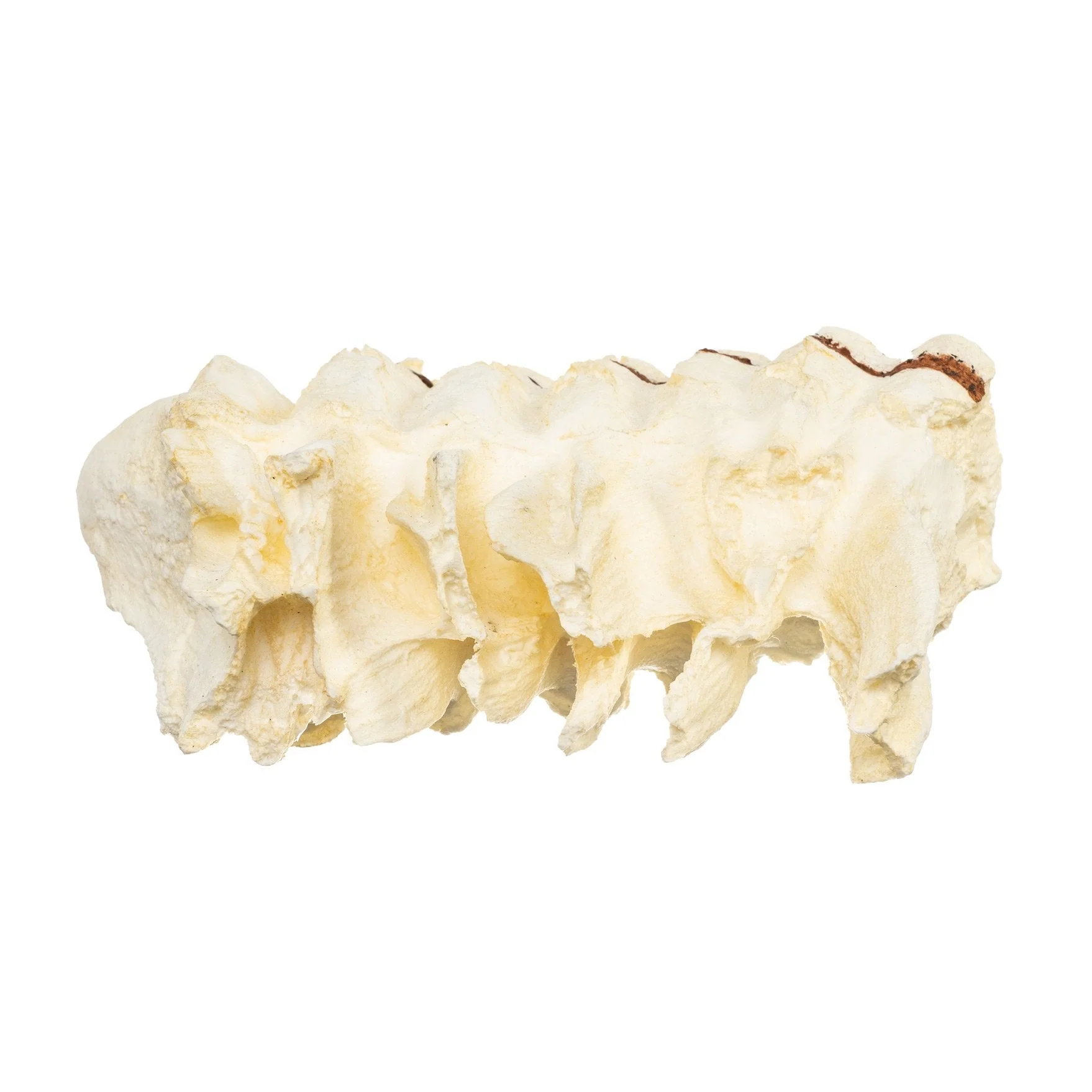Replica African Elephant Tooth - Image 3
