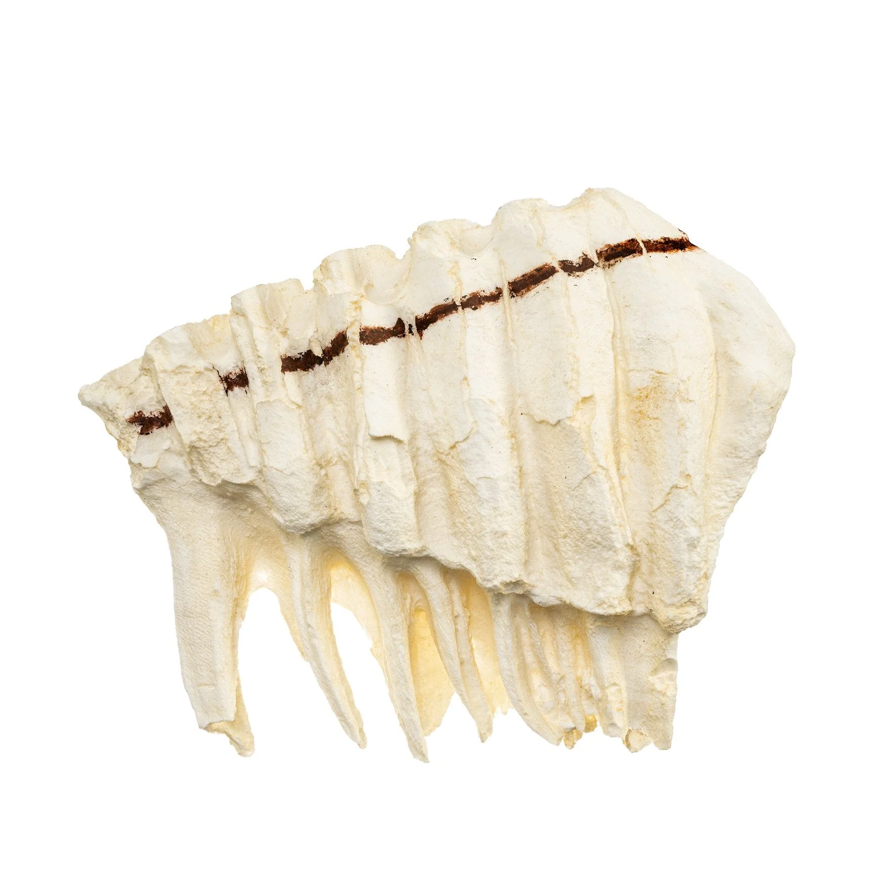 Replica African Elephant Tooth - Image 4