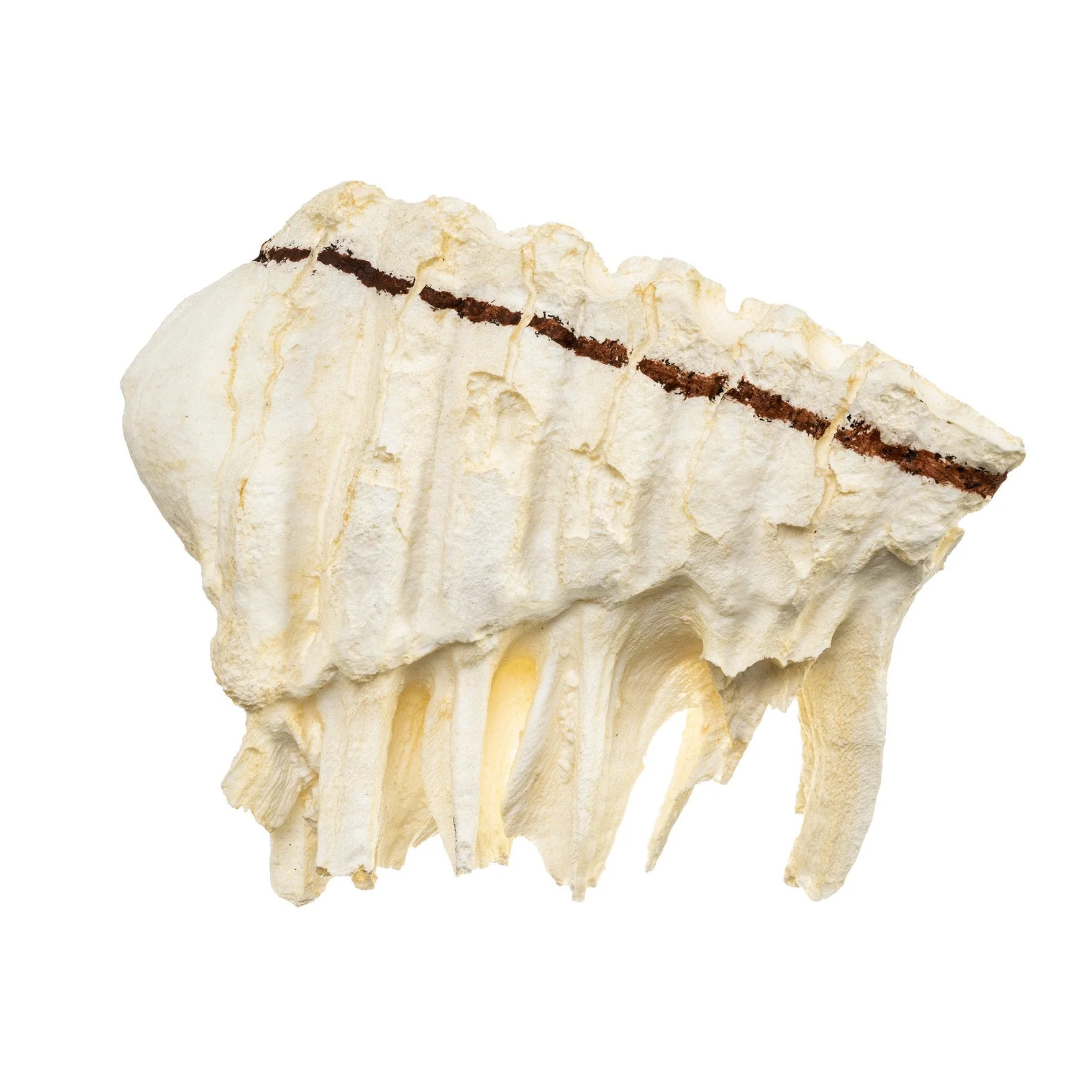 Replica African Elephant Tooth - Image 5