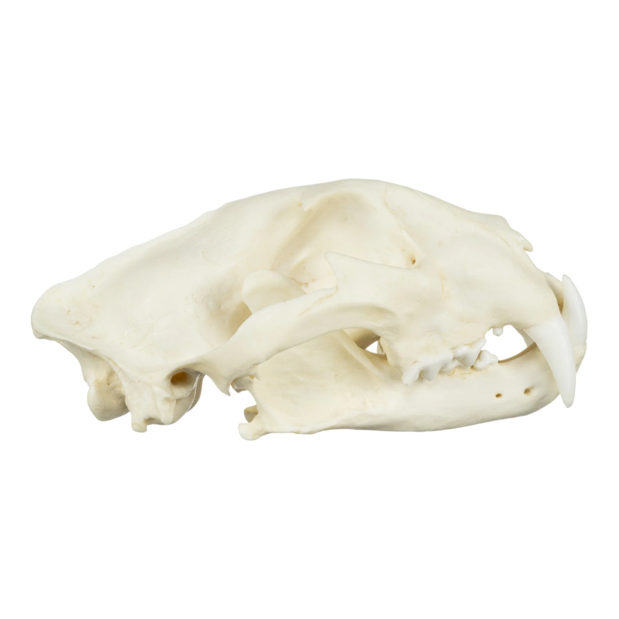Replica African Leopard Skull - Image 2
