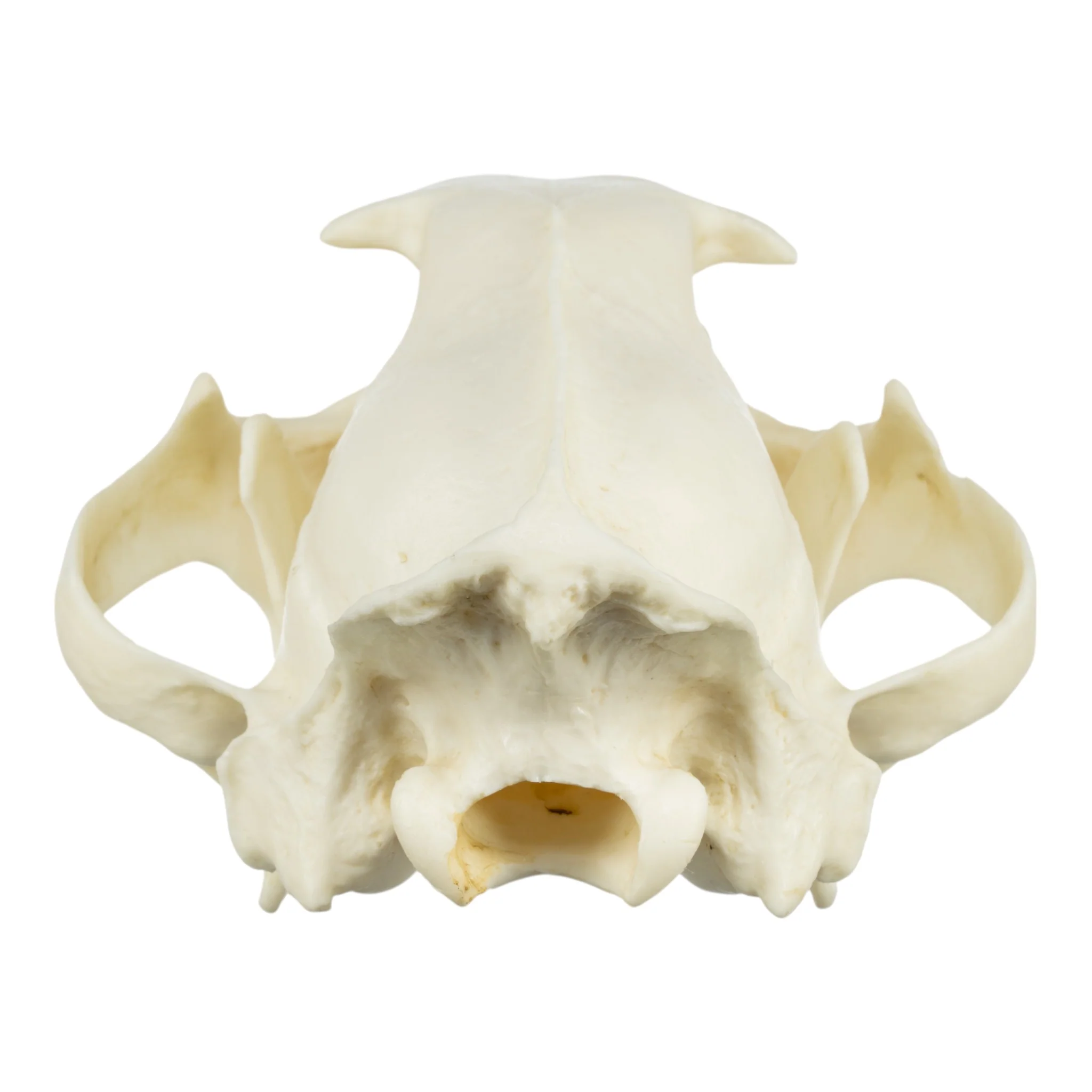 Replica African Leopard Skull - Image 5