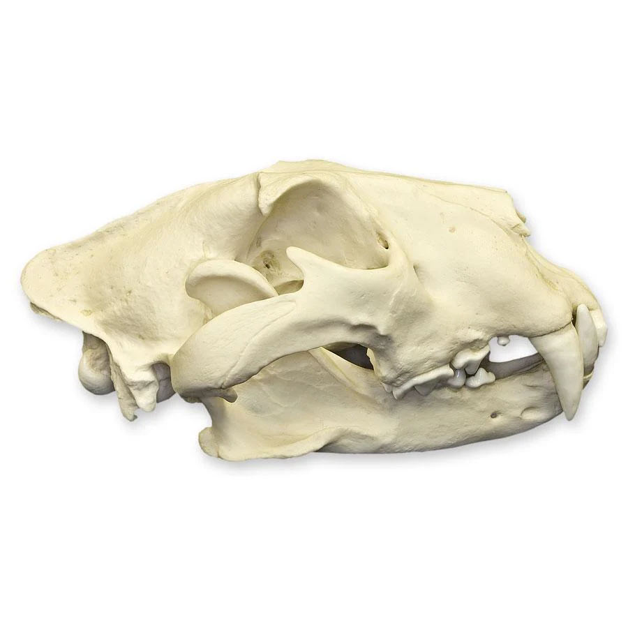 Replica African Lion Skull - Image 2