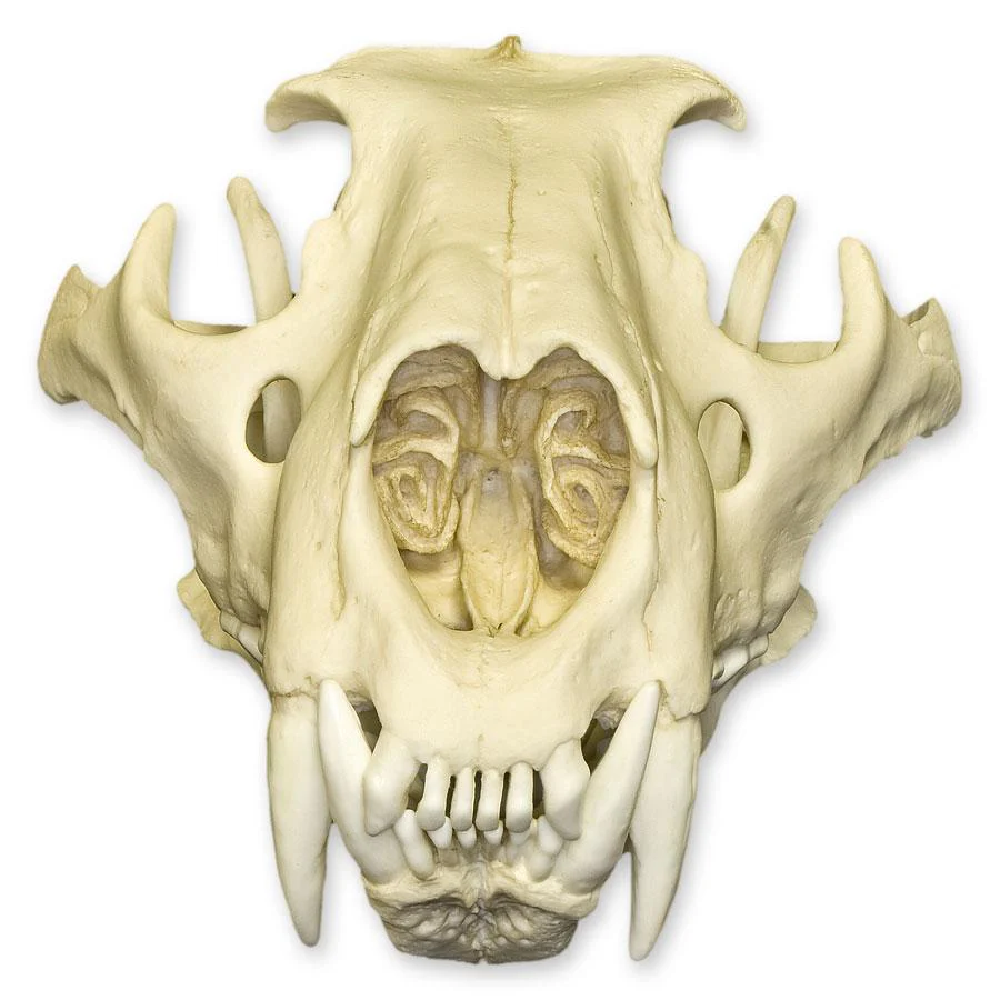 Replica African Lion Skull - Image 3