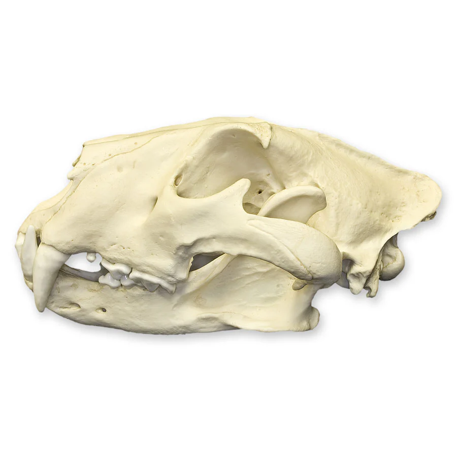 Replica African Lion Skull - Image 4