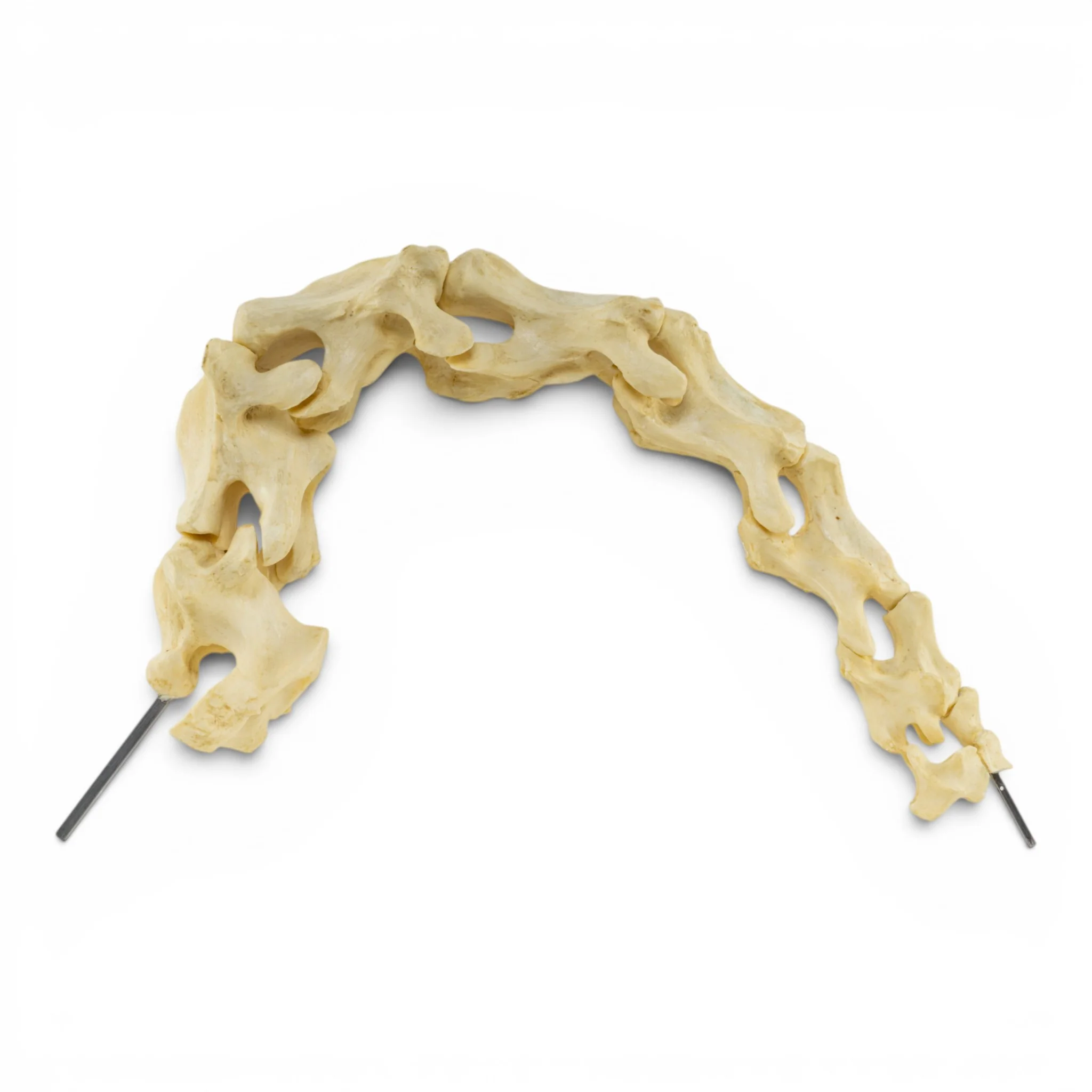Replica Aldabra Giant Tortoise Cervical Vertebrae - Articulated - Image 2