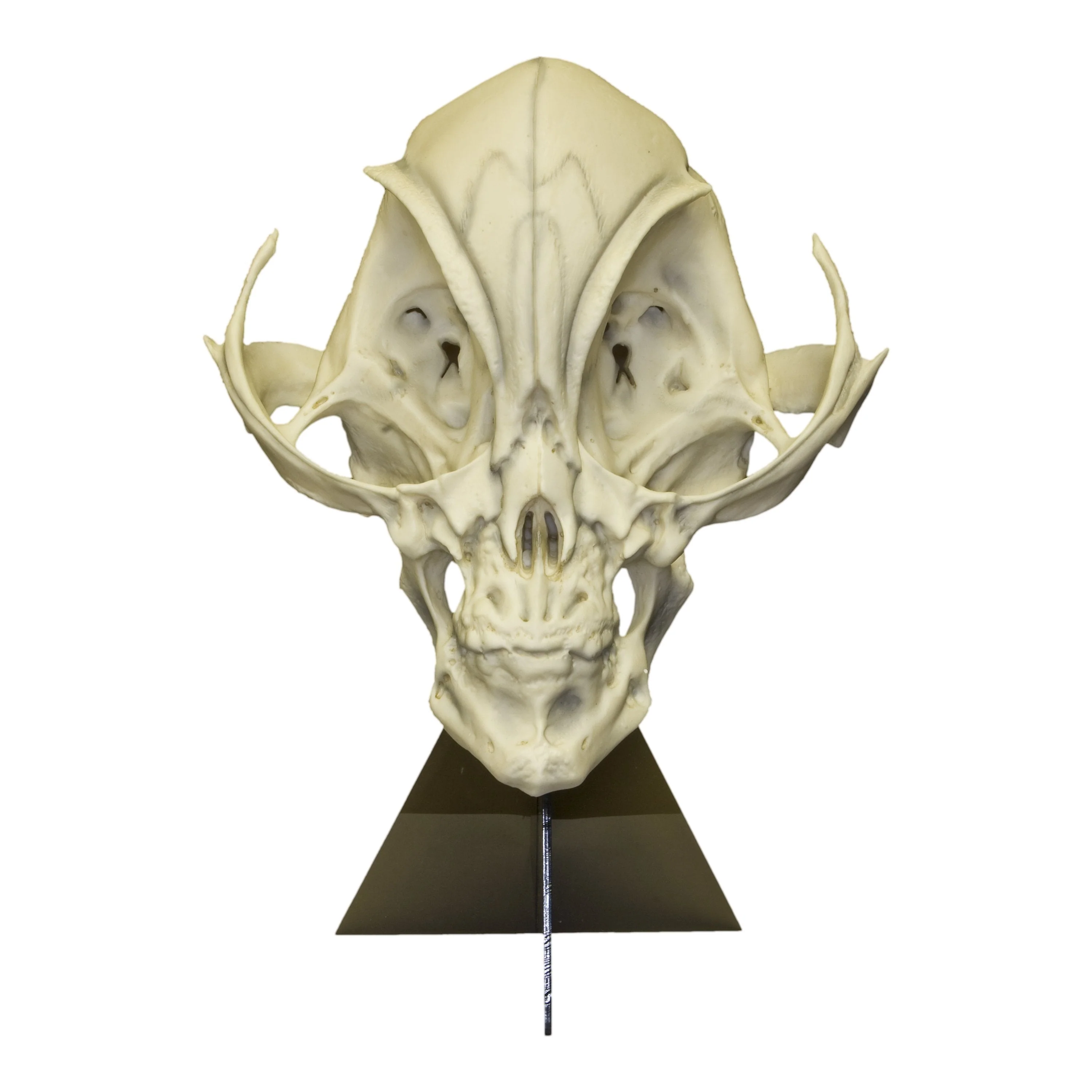 Replica Alien Skull with Stand - Image 3