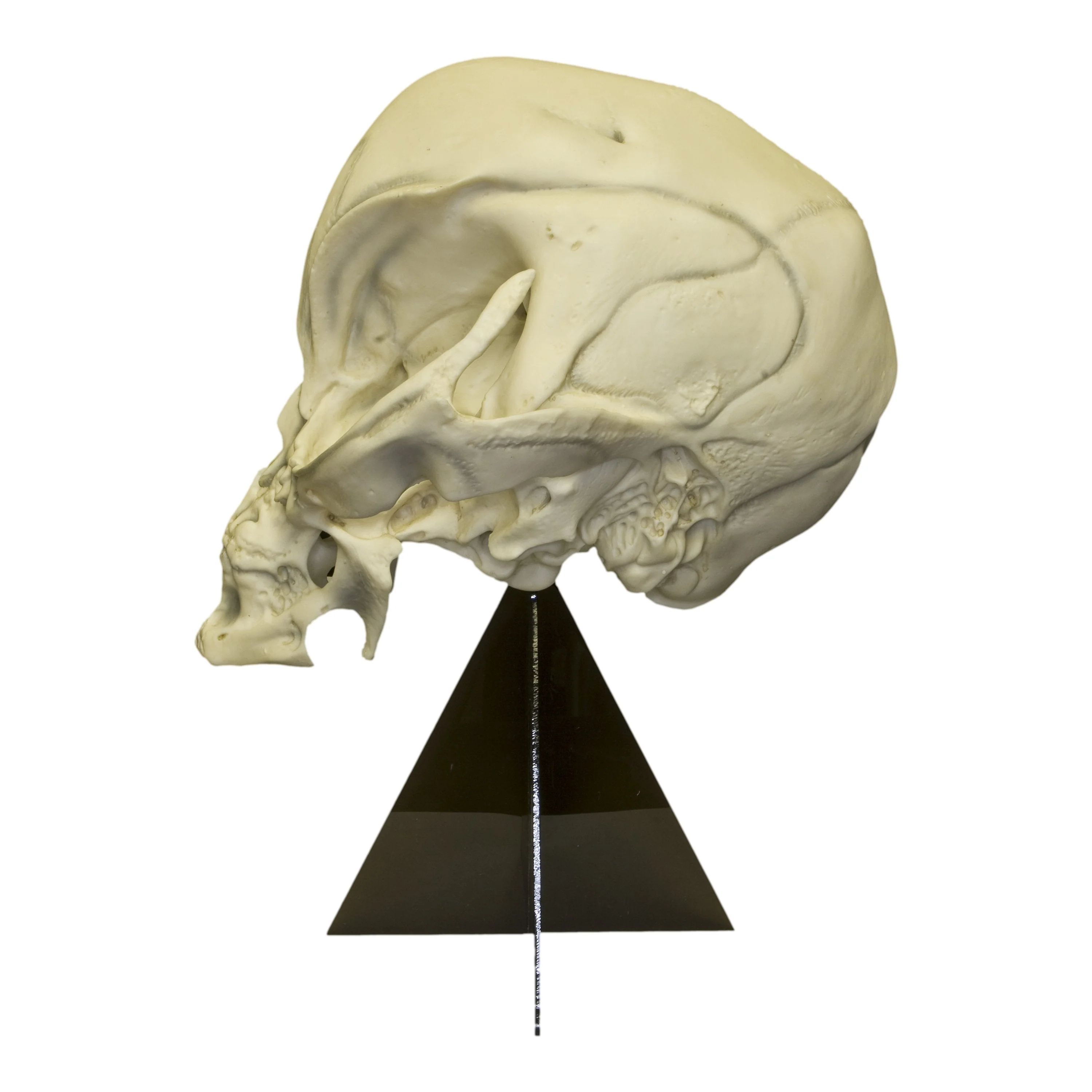 Replica Alien Skull with Stand - Image 4