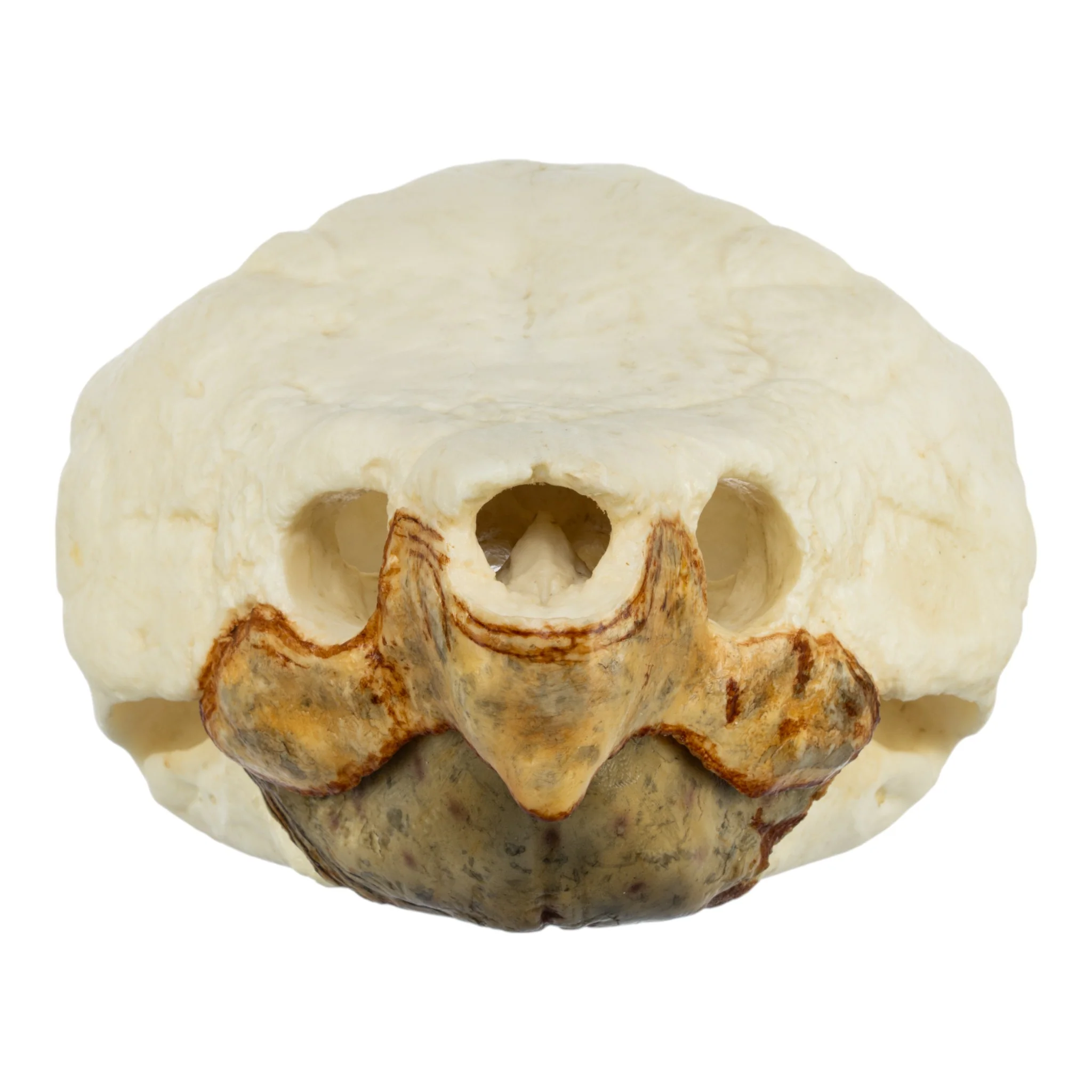 Replica Alligator Snapping Turtle Skull - Image 3