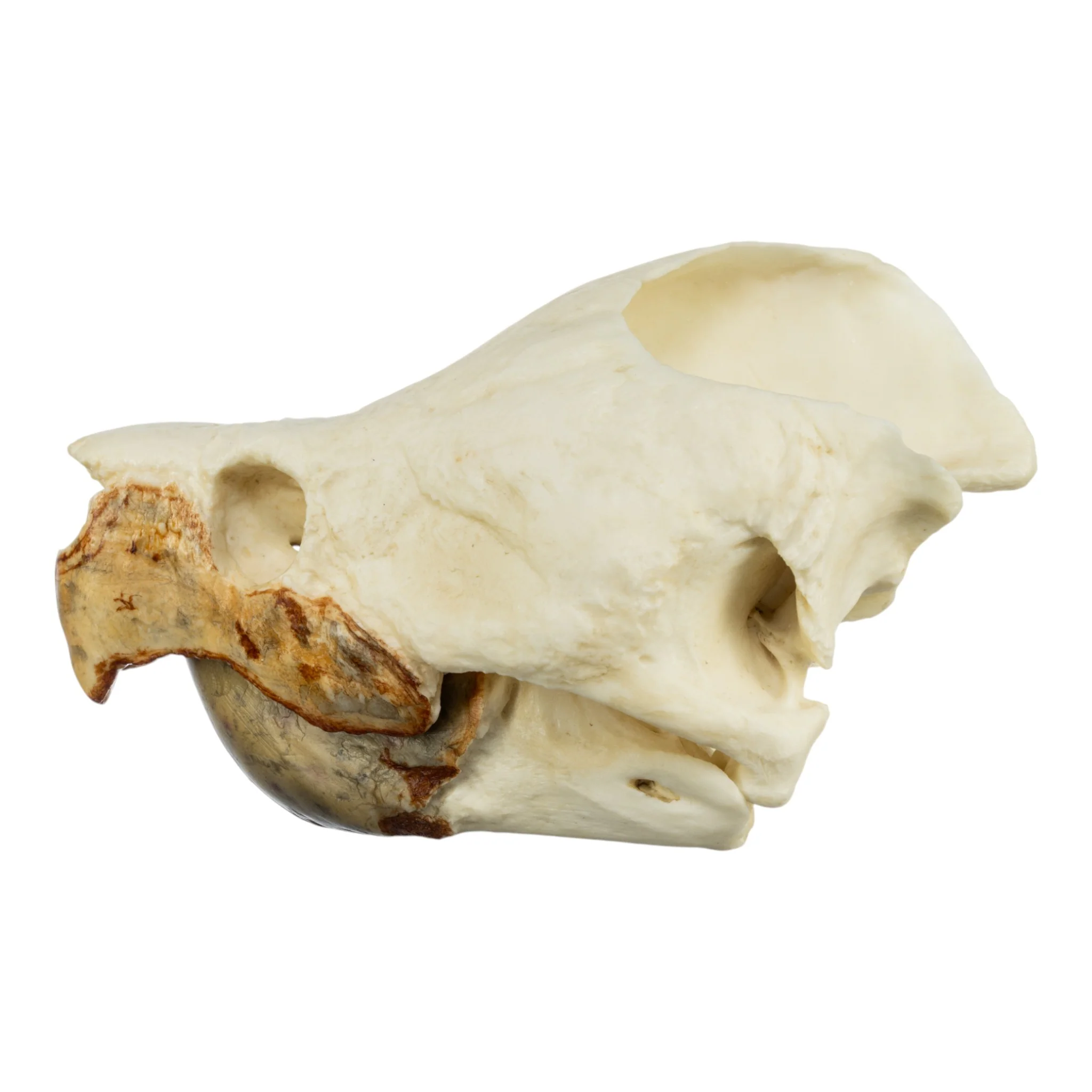 Replica Alligator Snapping Turtle Skull - Image 4