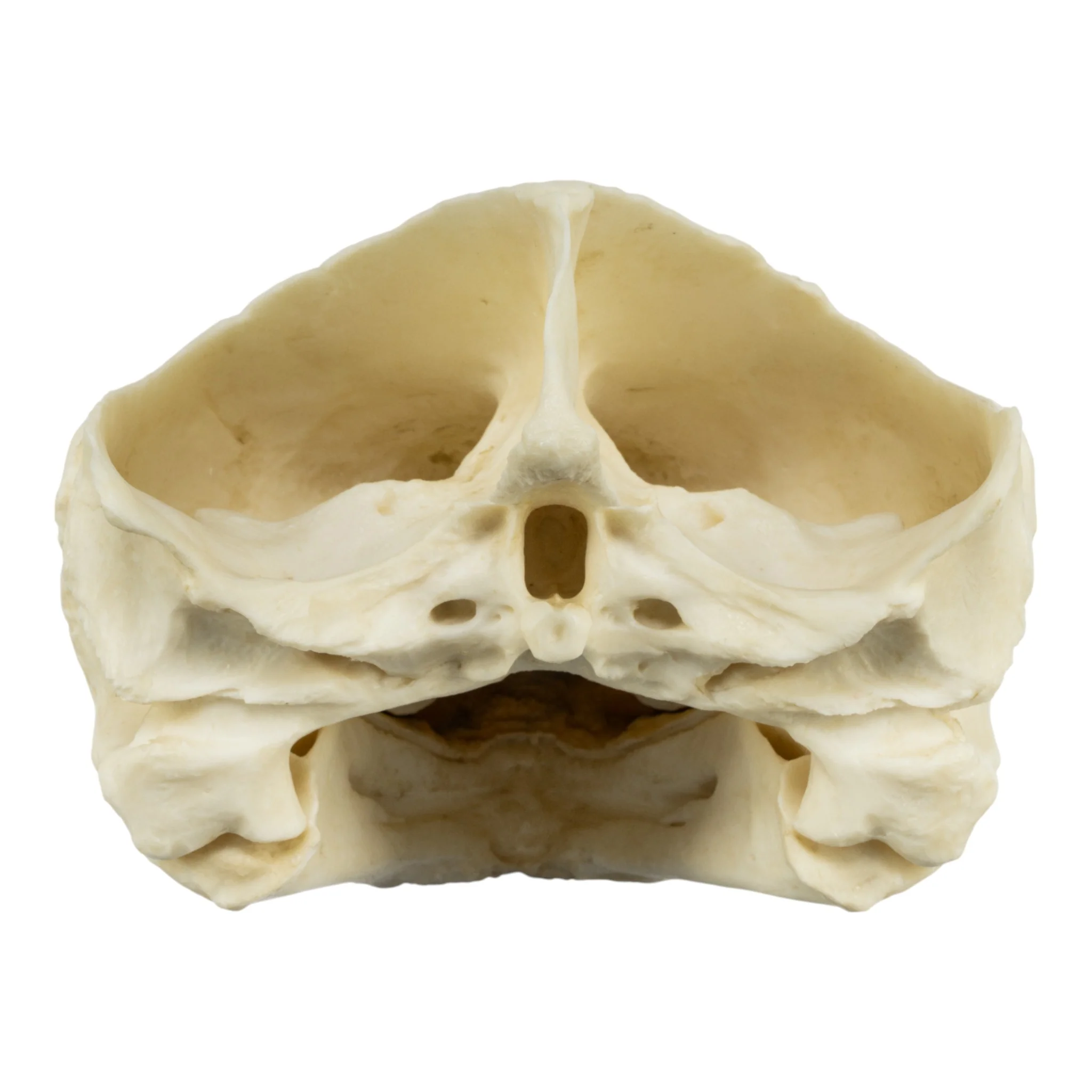 Replica Alligator Snapping Turtle Skull - Image 5