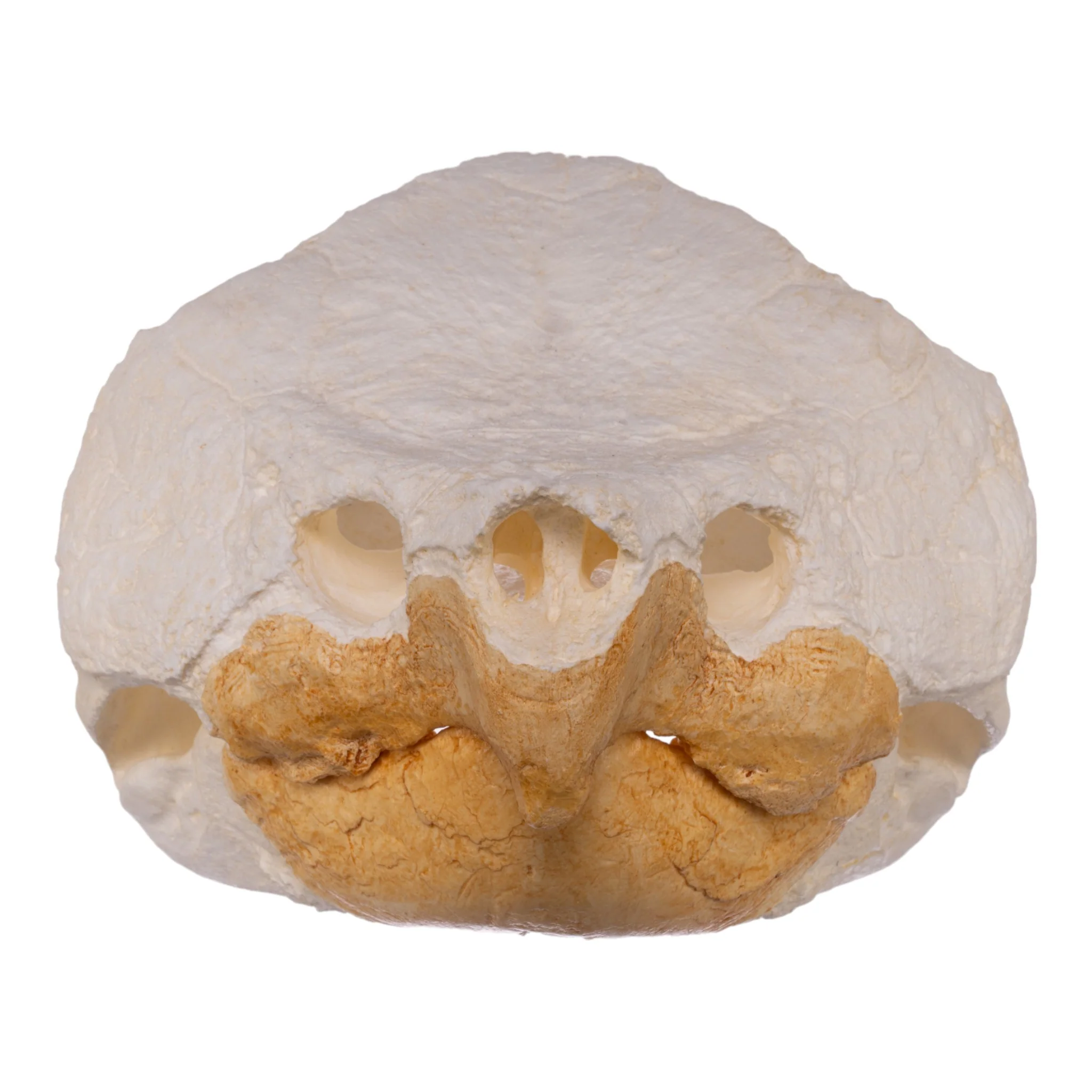 Replica Alligator Snapping Turtle Skull - Image 3