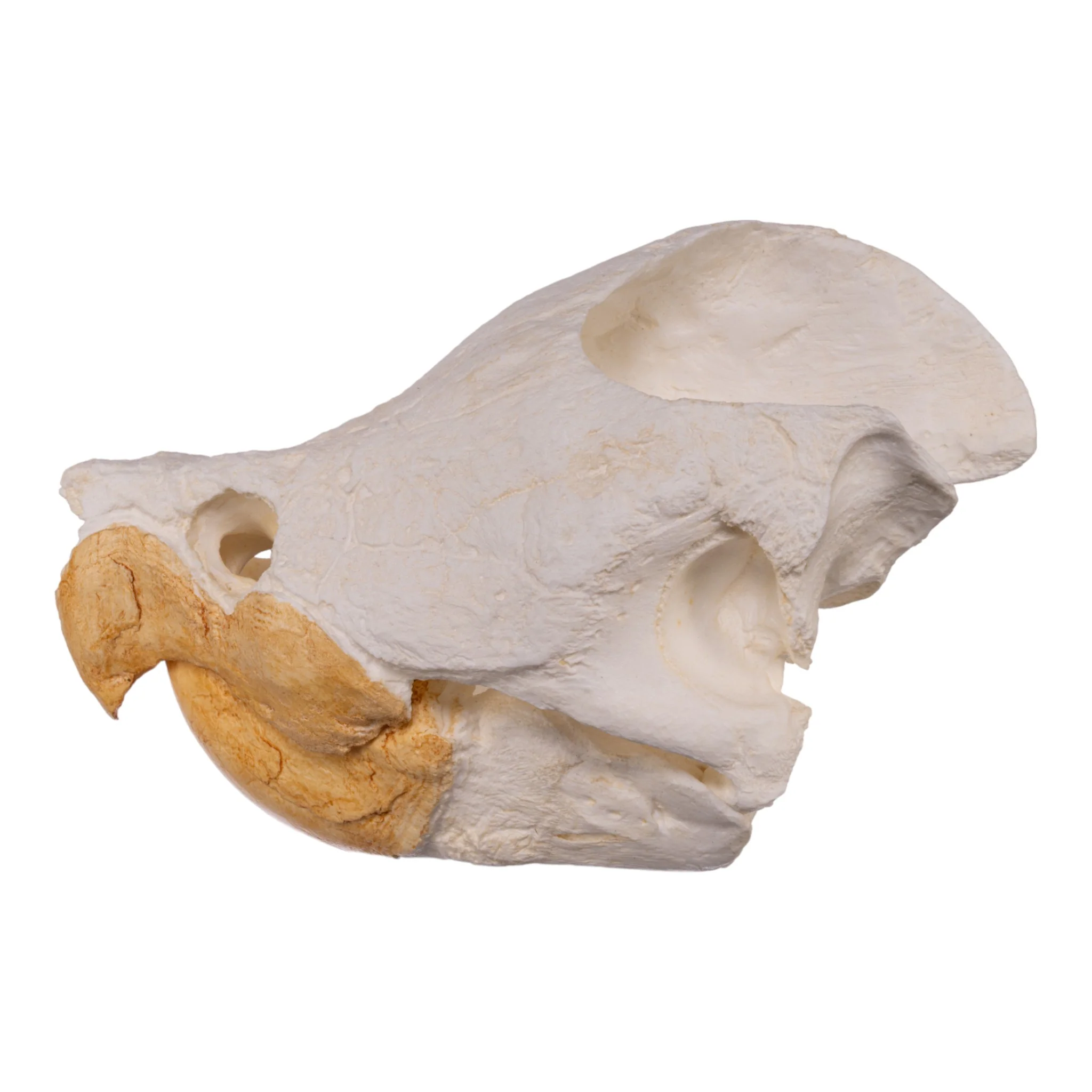 Replica Alligator Snapping Turtle Skull - Image 4