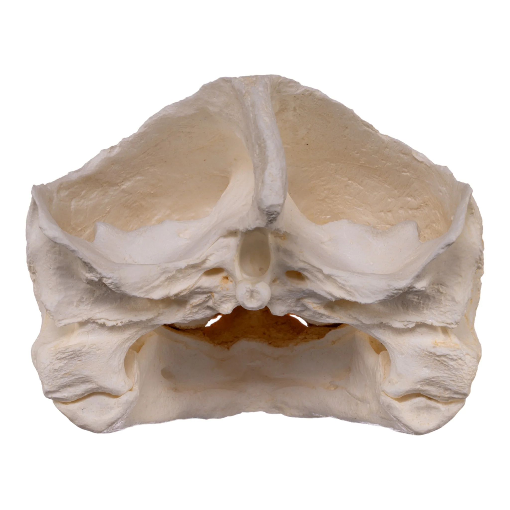 Replica Alligator Snapping Turtle Skull - Image 5