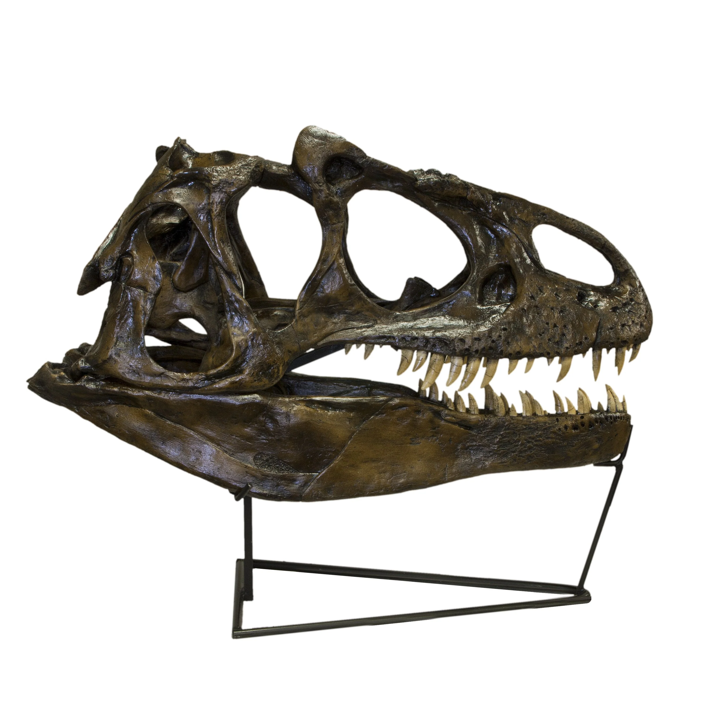 Replica Allosaurus Skull (Actual Size) - Image 2