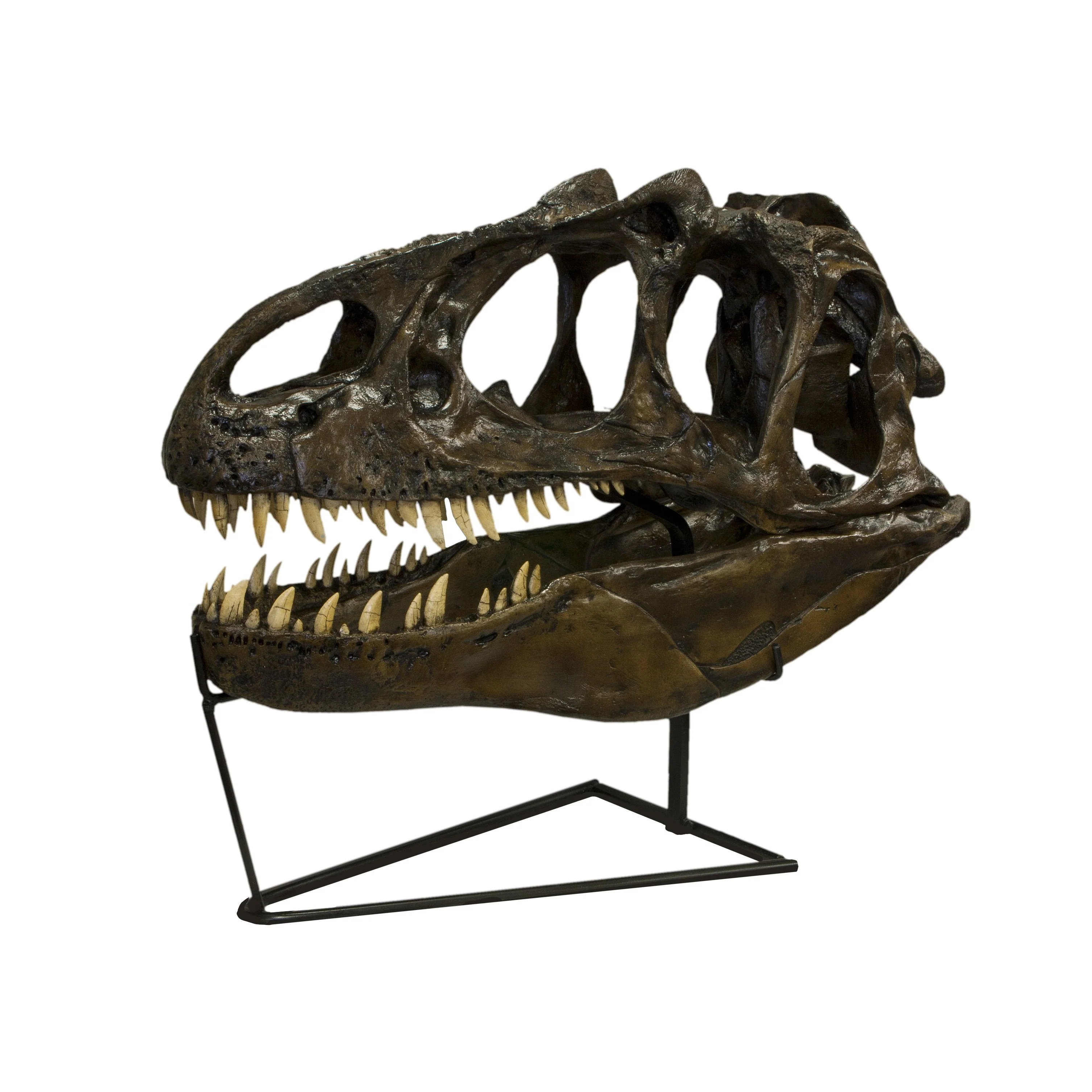 Replica Allosaurus Skull (Actual Size) - Image 3