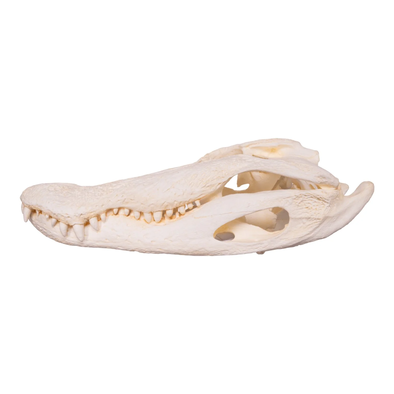 Replica American Alligator Skull (25 in.) - Image 4